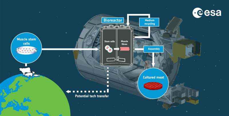 Astronotlar (ve Dünyalılar) için kültürlü ete giden yolda