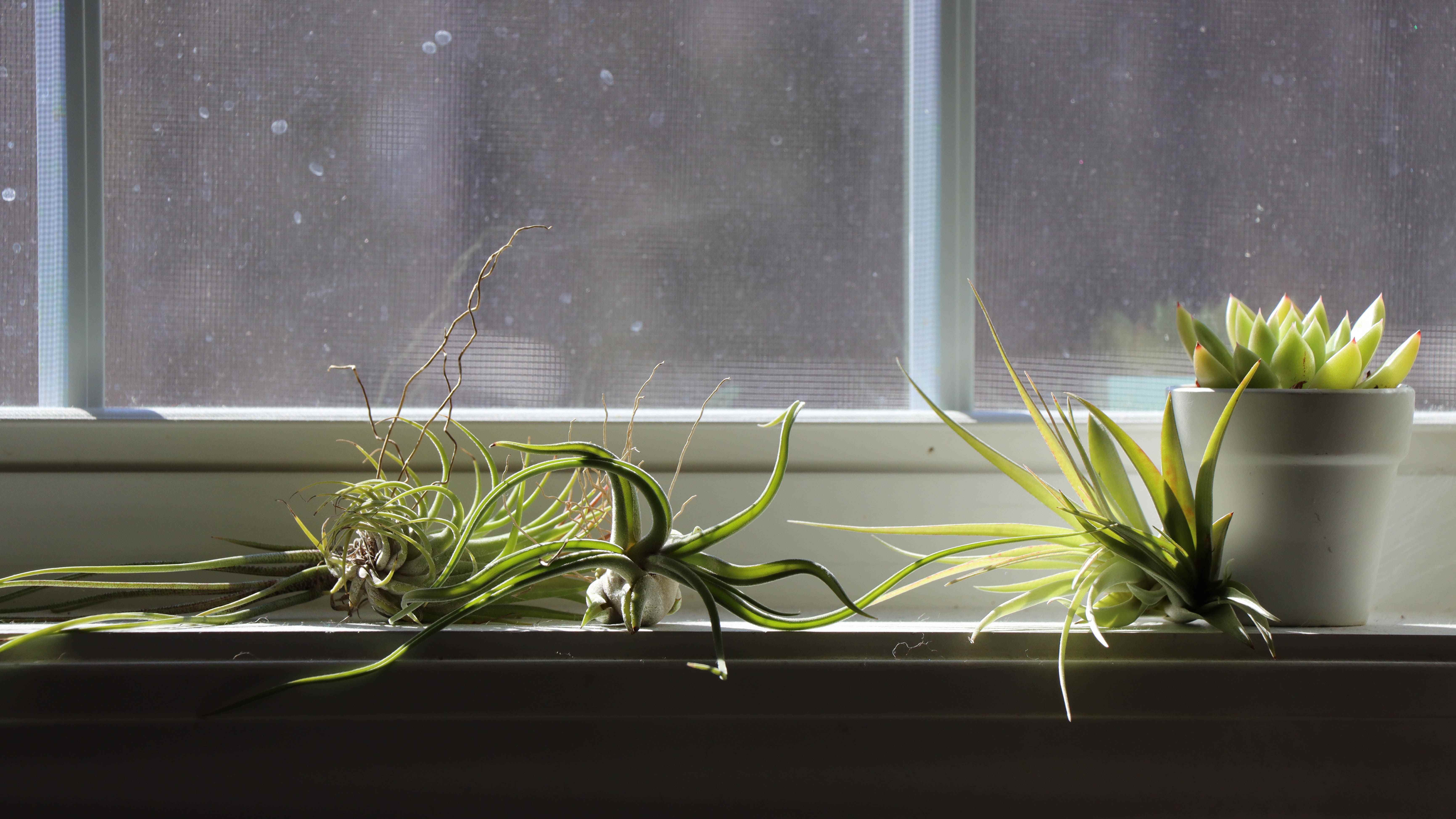 Işıkta bir pencere pervazına dizilmiş hava bitkileri