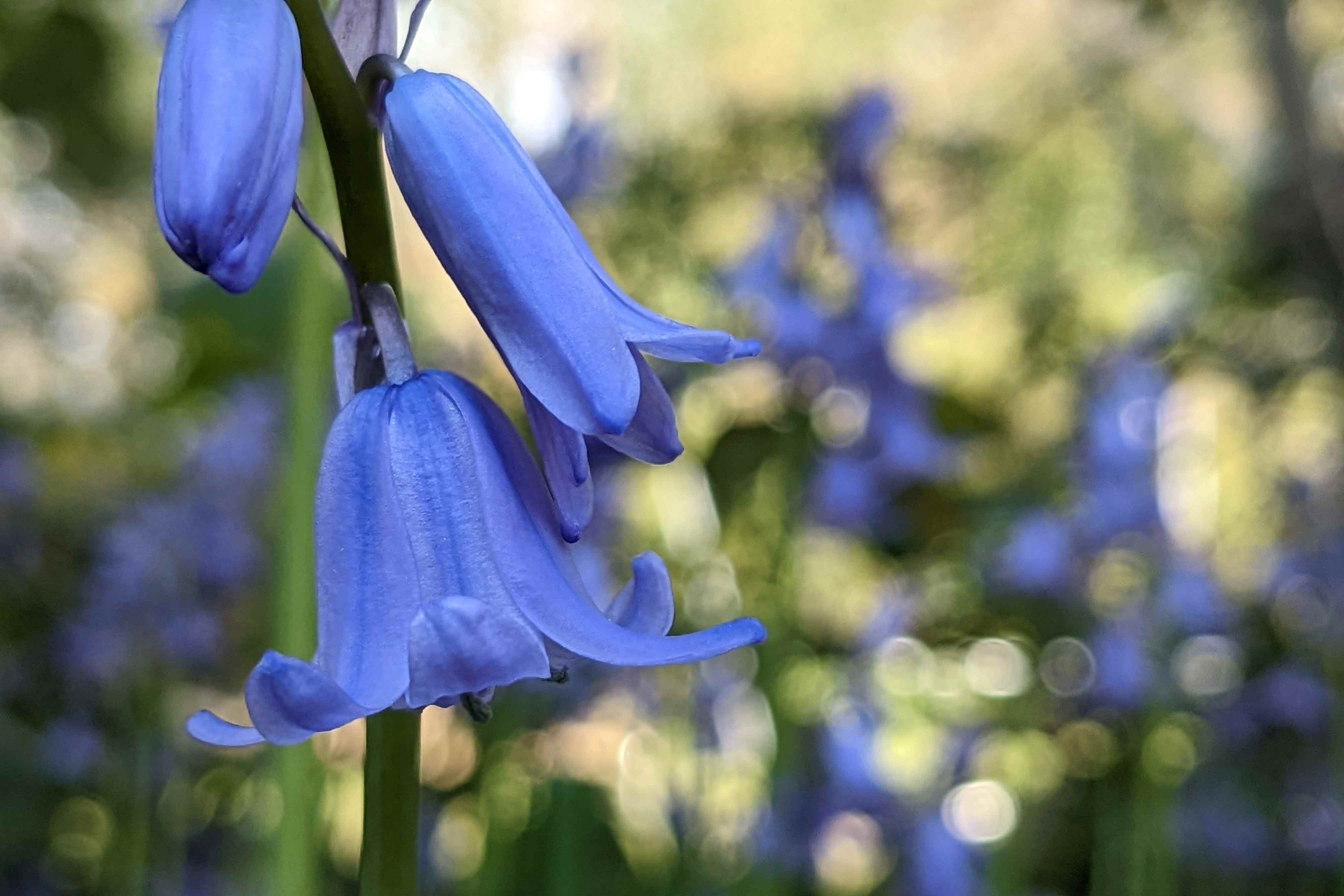 Bir alanda iki bluebells