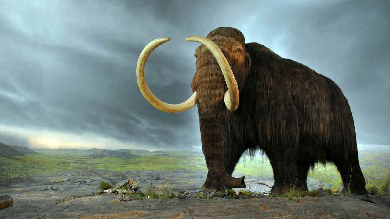 Yünlü bir mamutun resmi