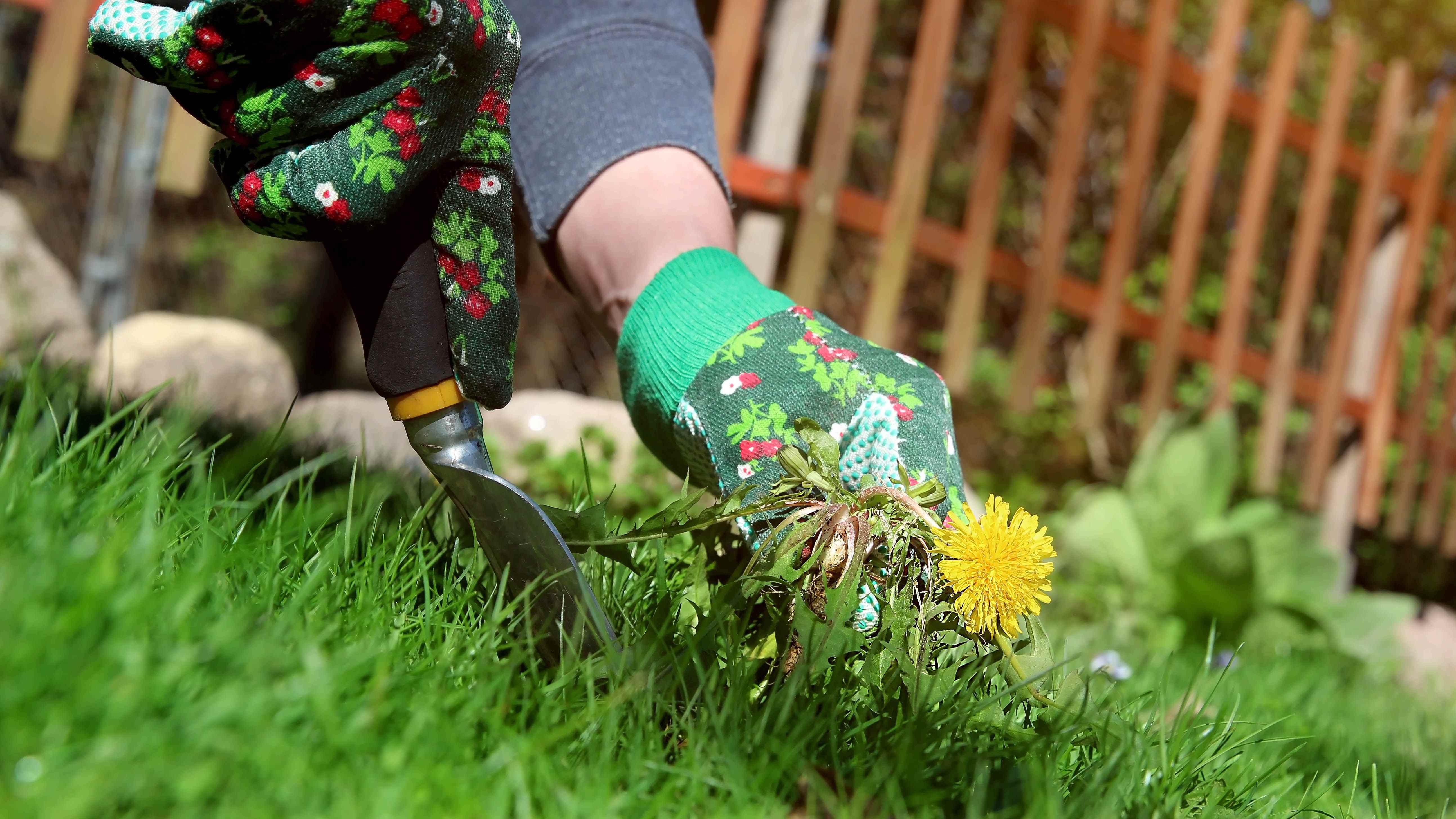 Bahçe eldivenleri giyen biri bahçede bir karahindiba çekiyor.