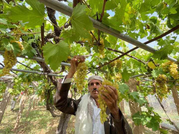 PM Kisan Yojana: Çiftçiler 12. taksiti şu şekilde alabilirler