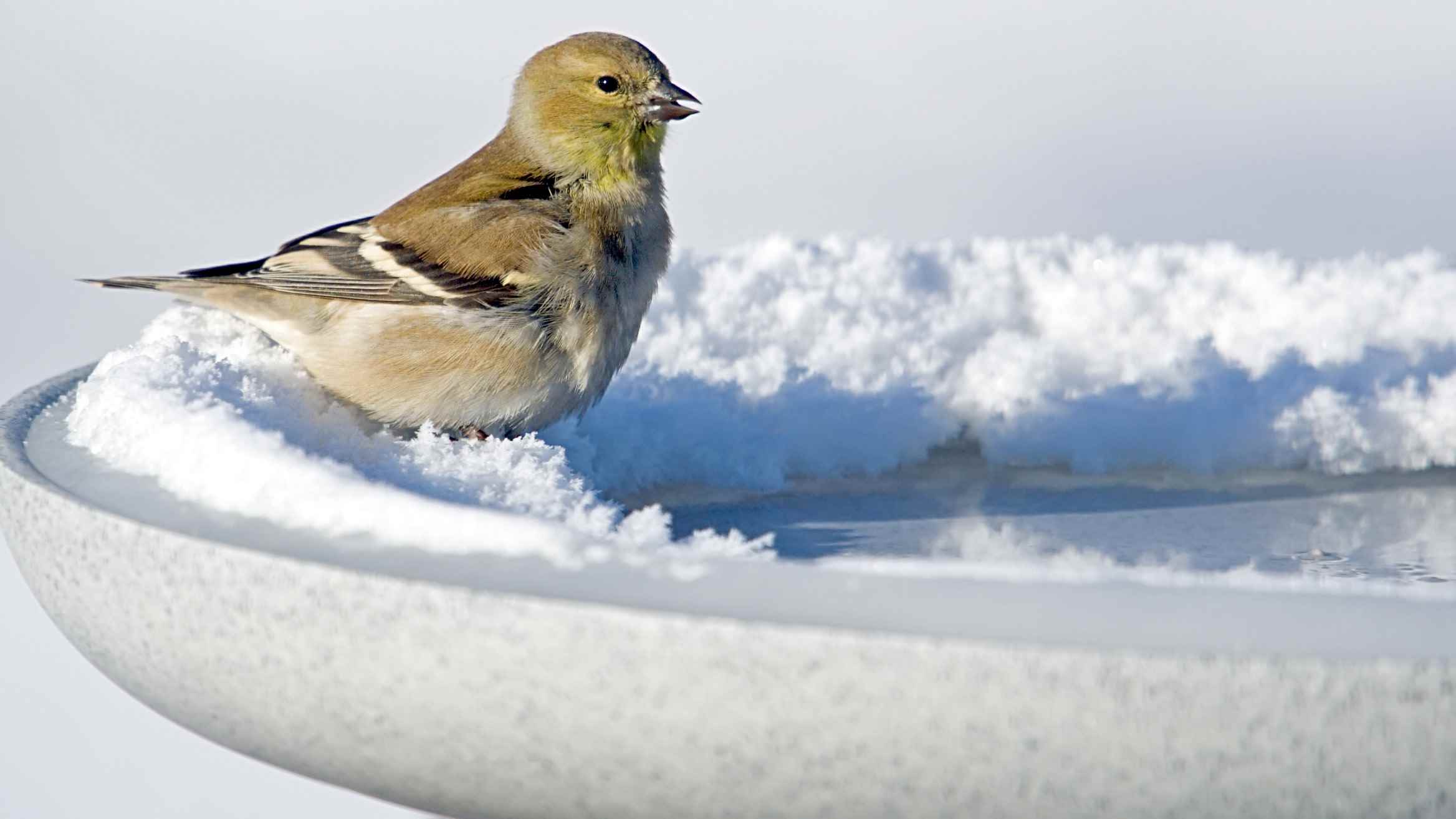 Buzlu bir kuş banyosuna tünemiş kuş