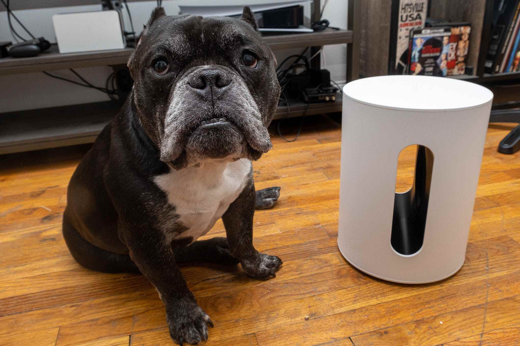 Sonos Sub Mini subwoofer'ın yanında karışık cins bir köpeğin görüntüsü.