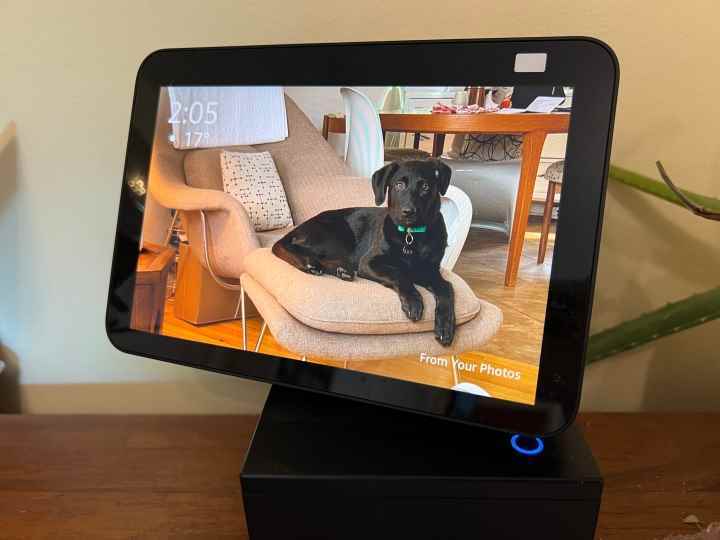 Echo Show 8'de bir köpek yavrusu fotoğrafı.