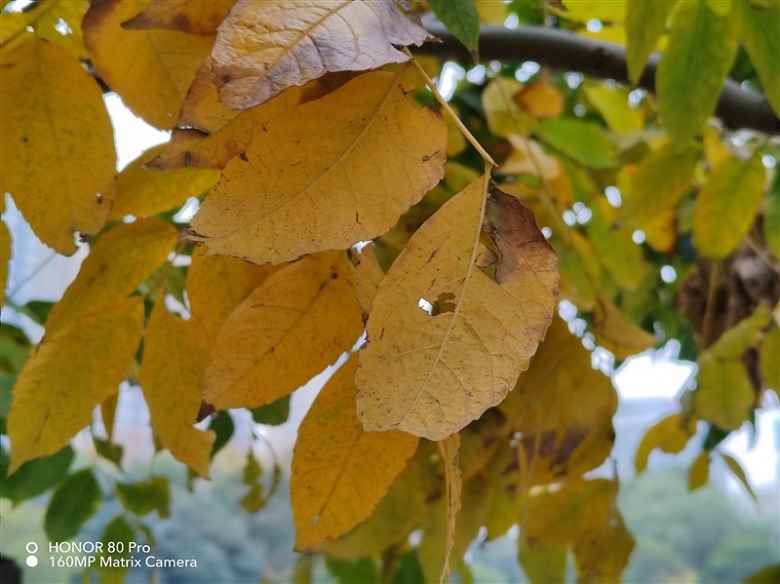 Orta seviye 160 megapiksellik Honor amiral gemisi bu şekilde çekim yapıyor.  Honor 80 Pro kamera ile çekilmiş birçok fotoğraf