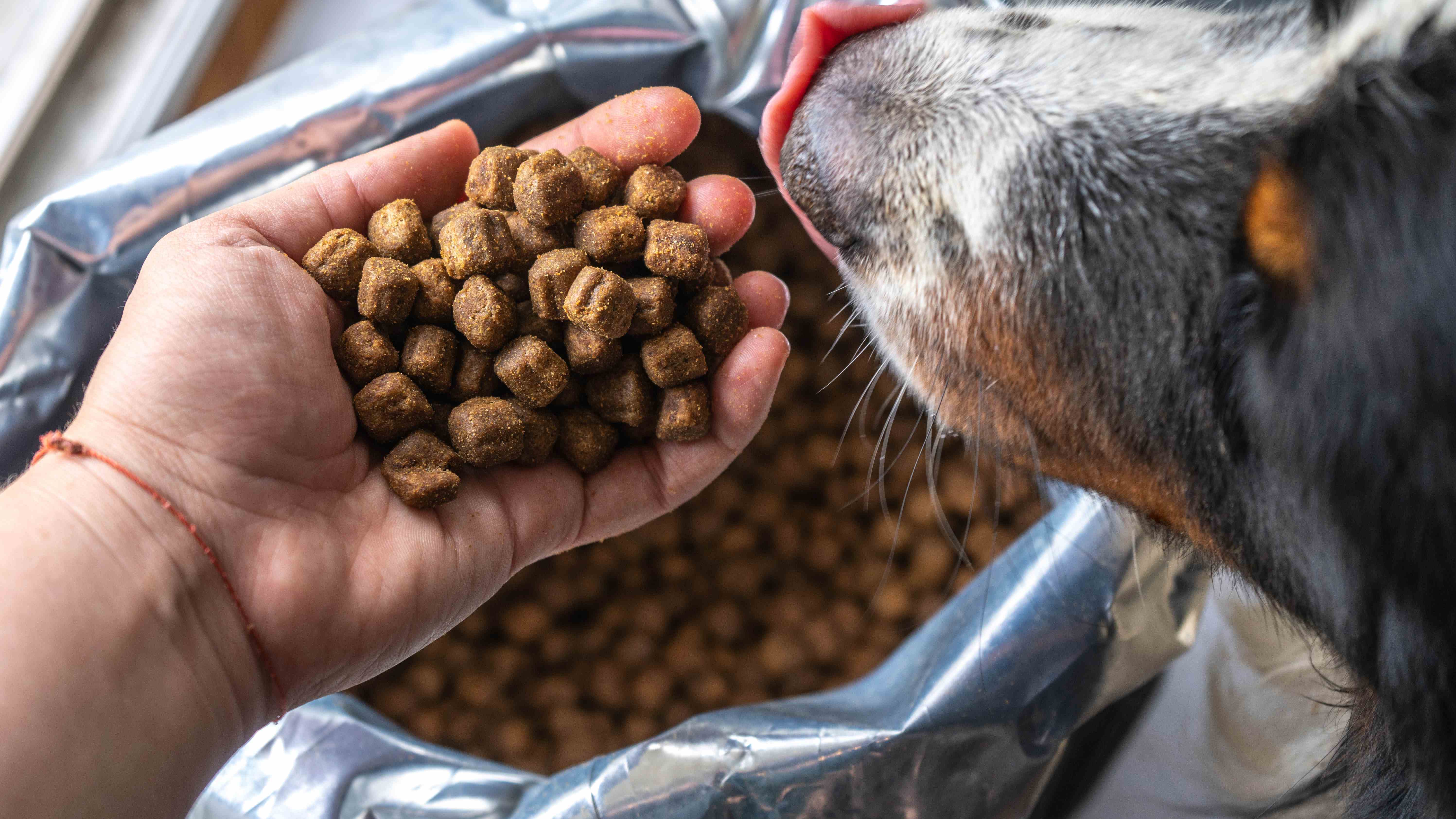 Köpek maması tutmak