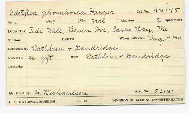 Rathbun ve Dandridge tarafından toplanan ve Richardson tarafından tanımlanan iki türü gösteren taksonomi haritası.  1911. Ulusal Doğa Tarihi Müzesi.