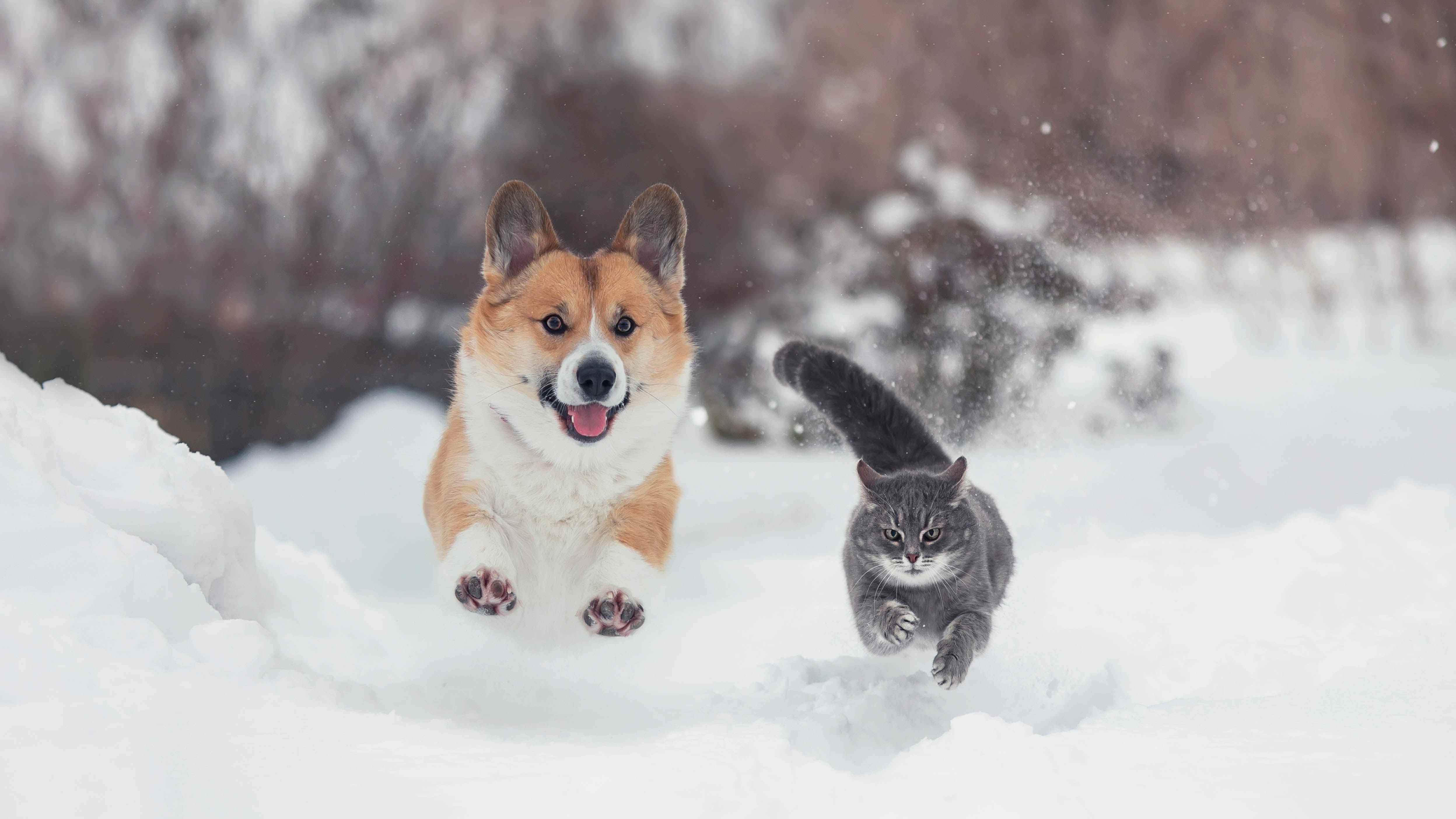 Karda koşan bir kedi ve bir köpek