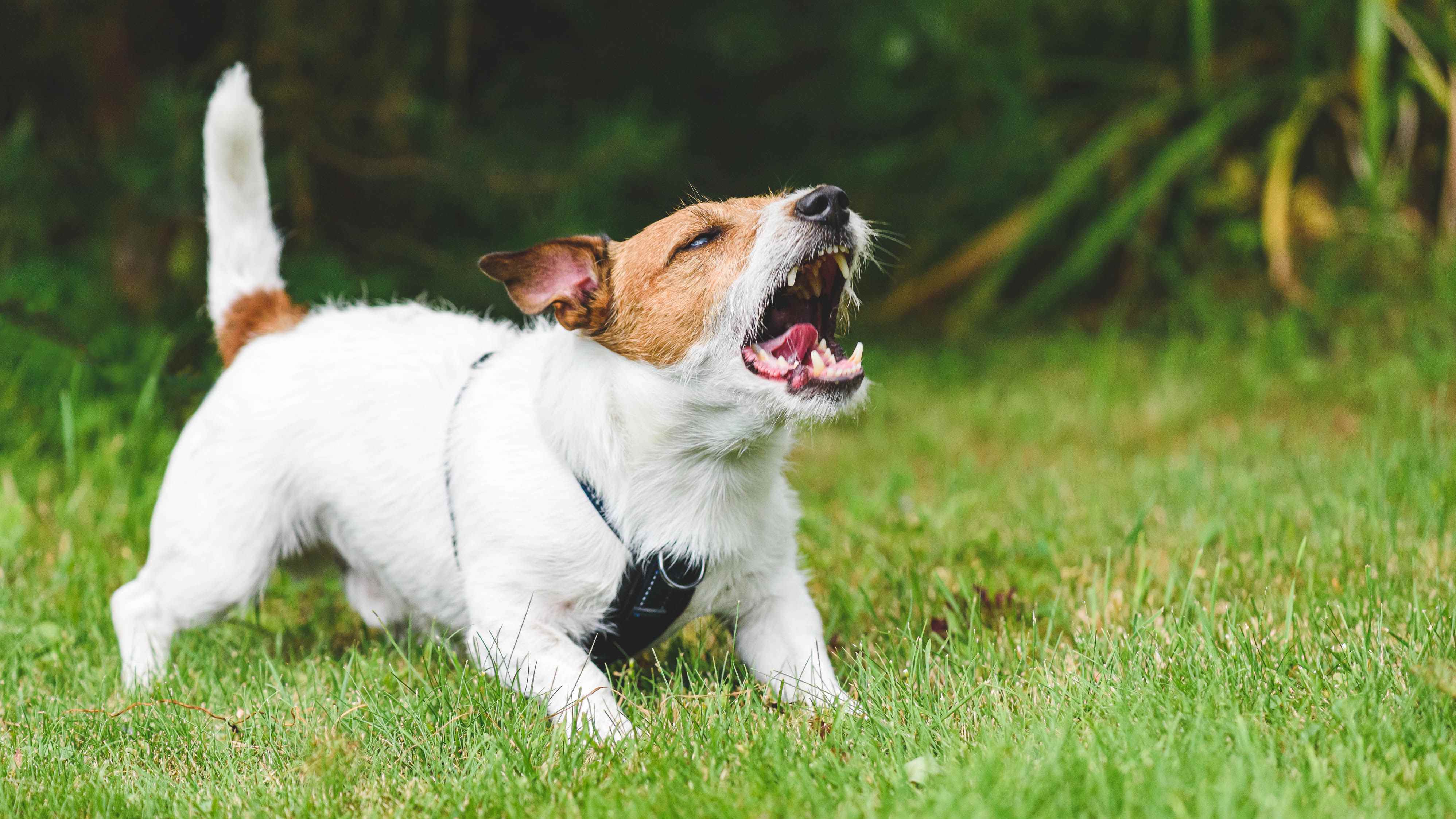 Çimenlikte havlayan bir köpek