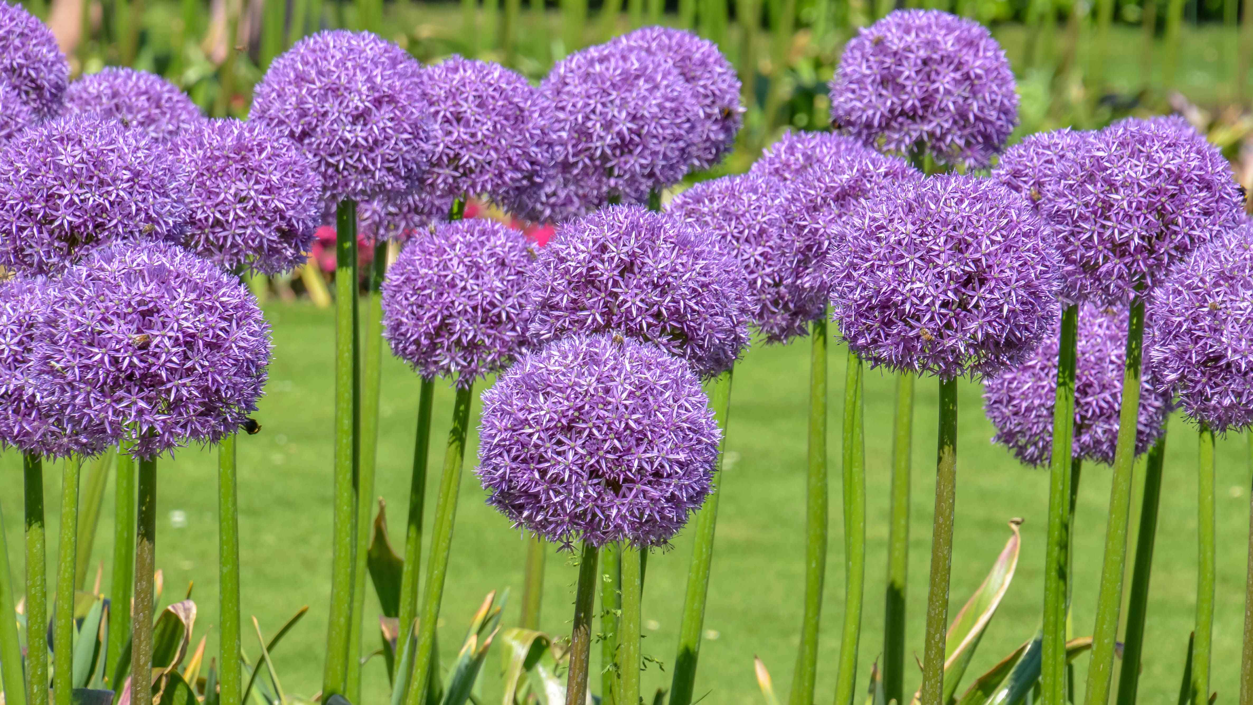 Allium'lar