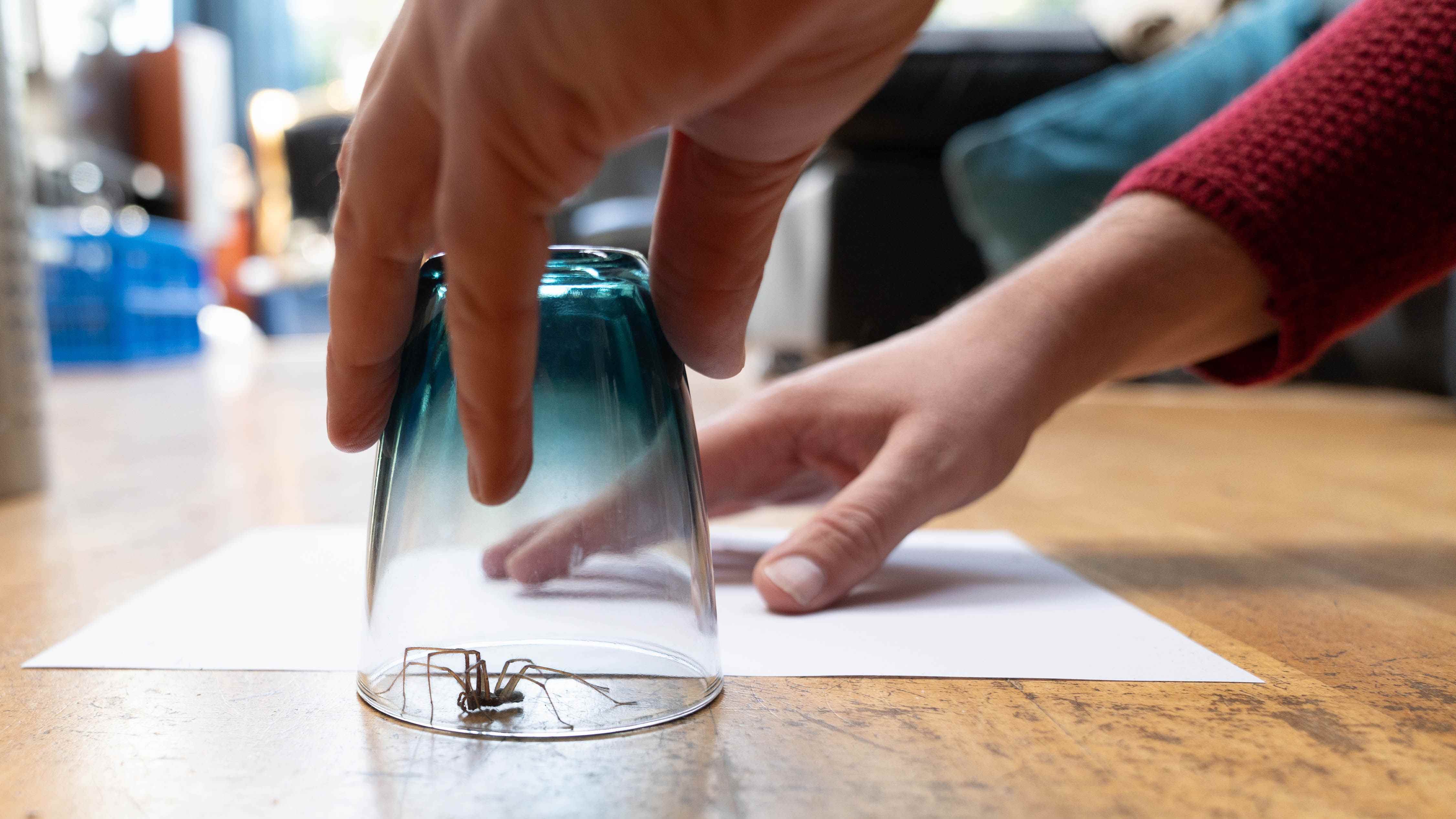 Altına kayacağı bir kağıt parçasıyla birlikte camın altına hapsolmuş bir örümcek