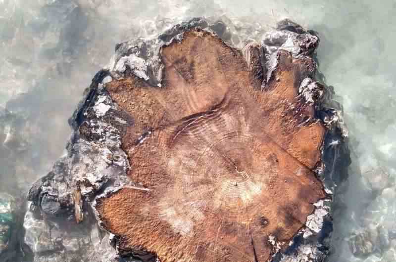 Araştırmacılar, 14.300 yıllık antik ağaç halkalarında şimdiye kadarki en büyük güneş fırtınasını tespit ediyor