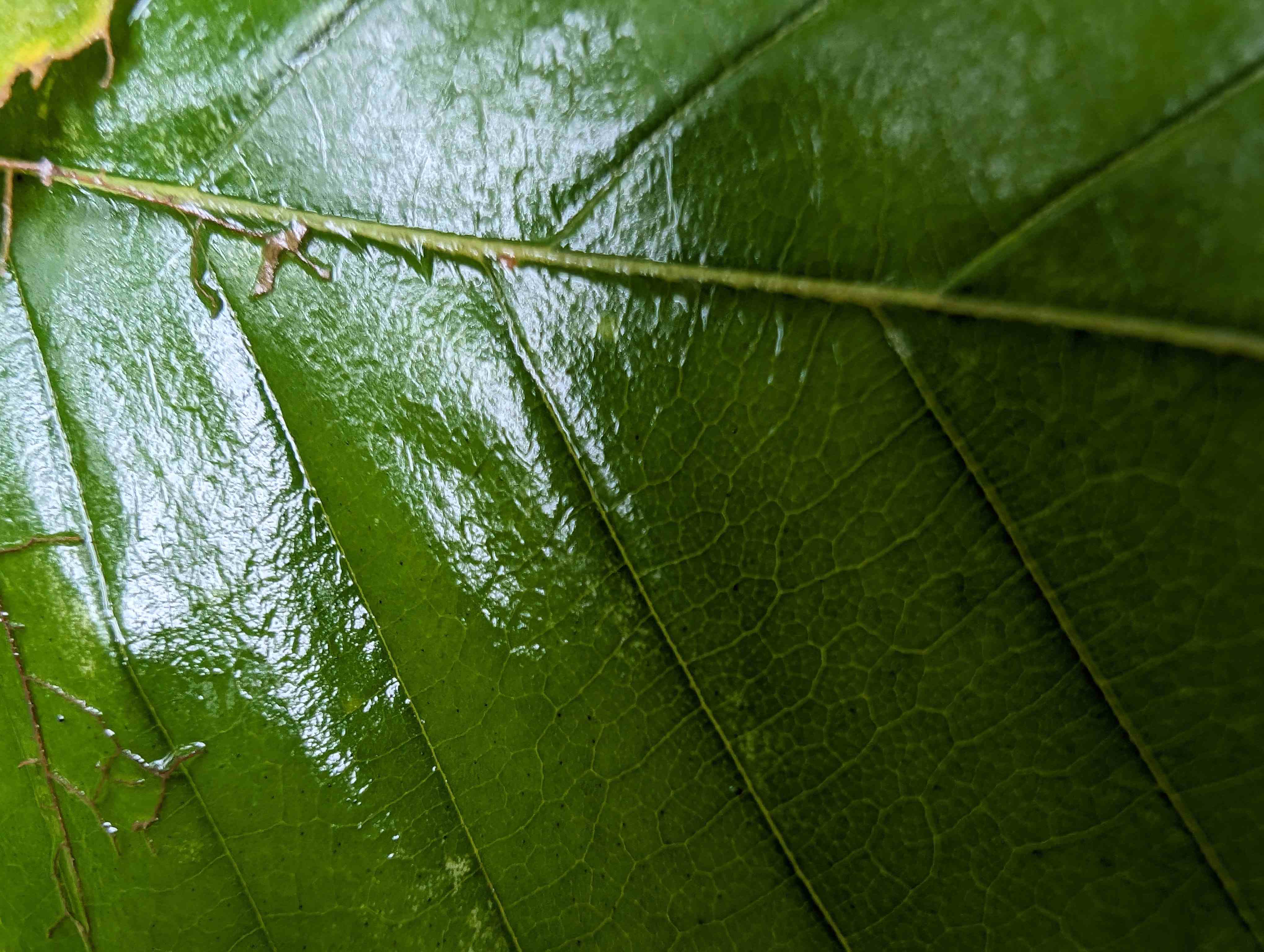 Google Pixel 8 Pro'dan bir yaprağın makro çekimi