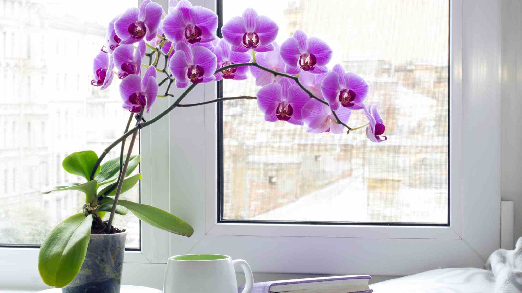 Orkideler pencere kenarında