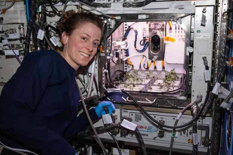 Astronot Loral O'Hara Gelişmiş Bitki Habitatı