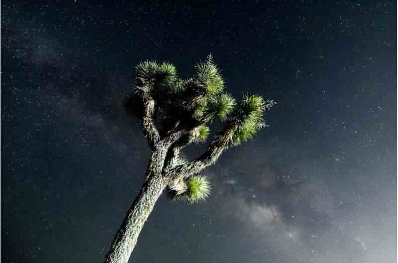 Kaliforniya'daki Joshua Tree Ulusal Parkı'na Kuzey ışıklarını görme umuduyla gelenler hayal kırıklığına uğradı